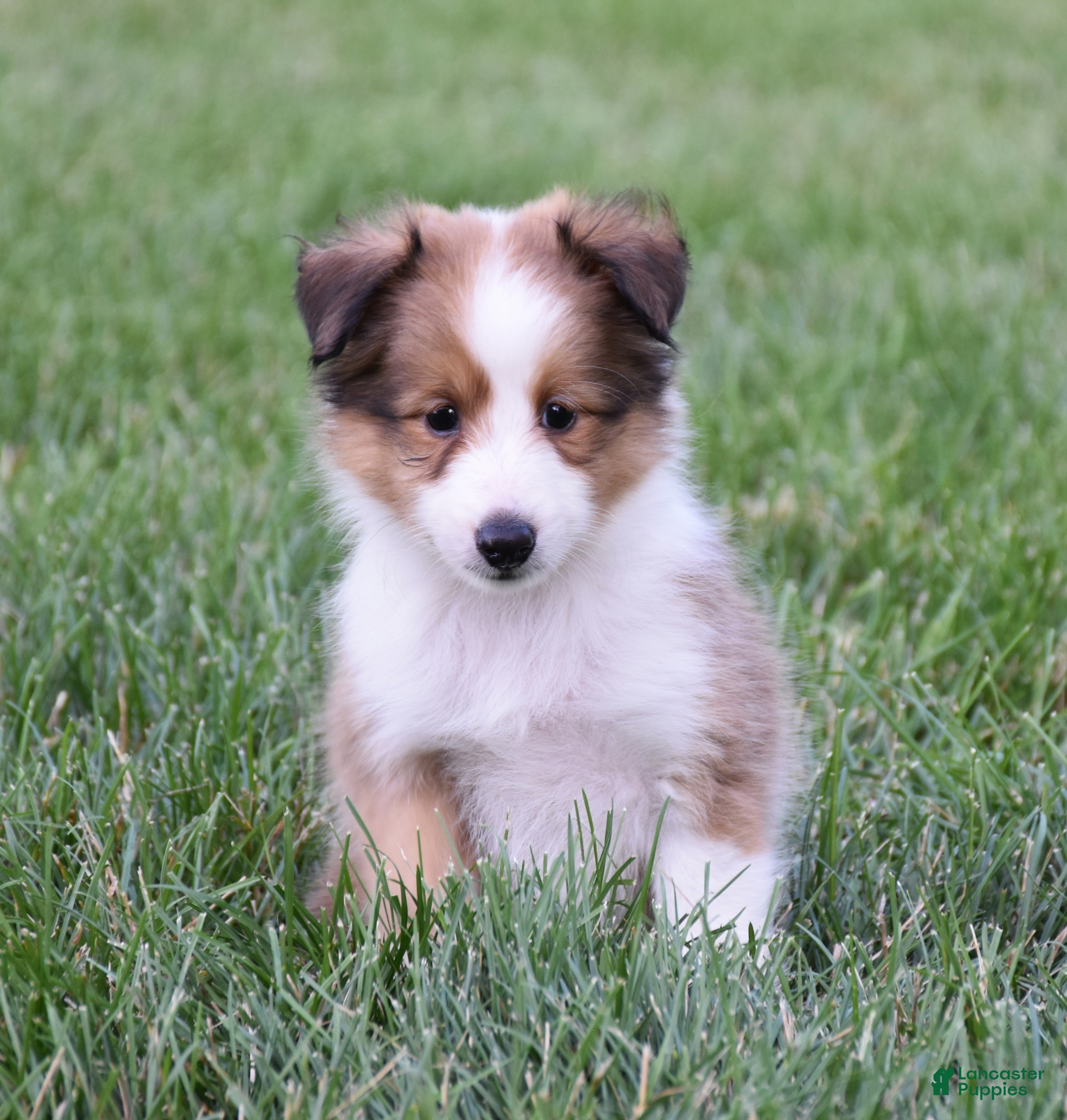 Shetland Sheepdog dogs Nelly - Ad 2