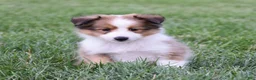 Shetland Sheepdog dogs for sale: Nelly - Ad 2