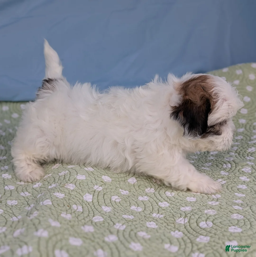 Teddy Bear dogs for sale: Trouble Puff - Ad 5