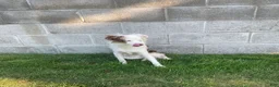 Australian Shepherd dogs for sale: Blue Eyes Red Merle Australian Shepherd  - Ad 9