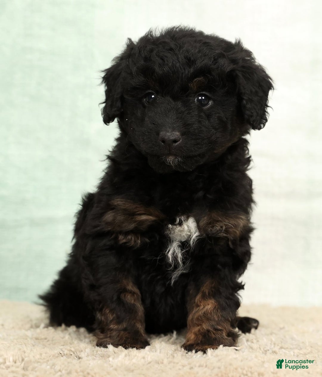 Mini Aussiedoodle dogs for sale: Barney - Ad 3