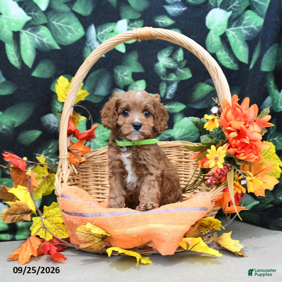 Cavapoo dogs Barbie - Ad 1