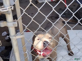 American Bully dogs - Ad 38