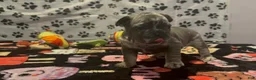 French Bulldog dogs for sale: French Bulldog 2 - Ad 3