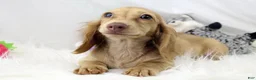 Dachshund dogs for sale: Karmella  CB Cr 4086 - Ad 1