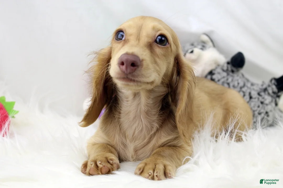 Dachshund dogs for sale: Karmella  CB Cr 4086 - Ad 1