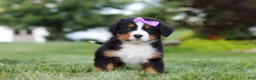 Bernese Mountain Dog dogs for sale: Aurora - Ad 6