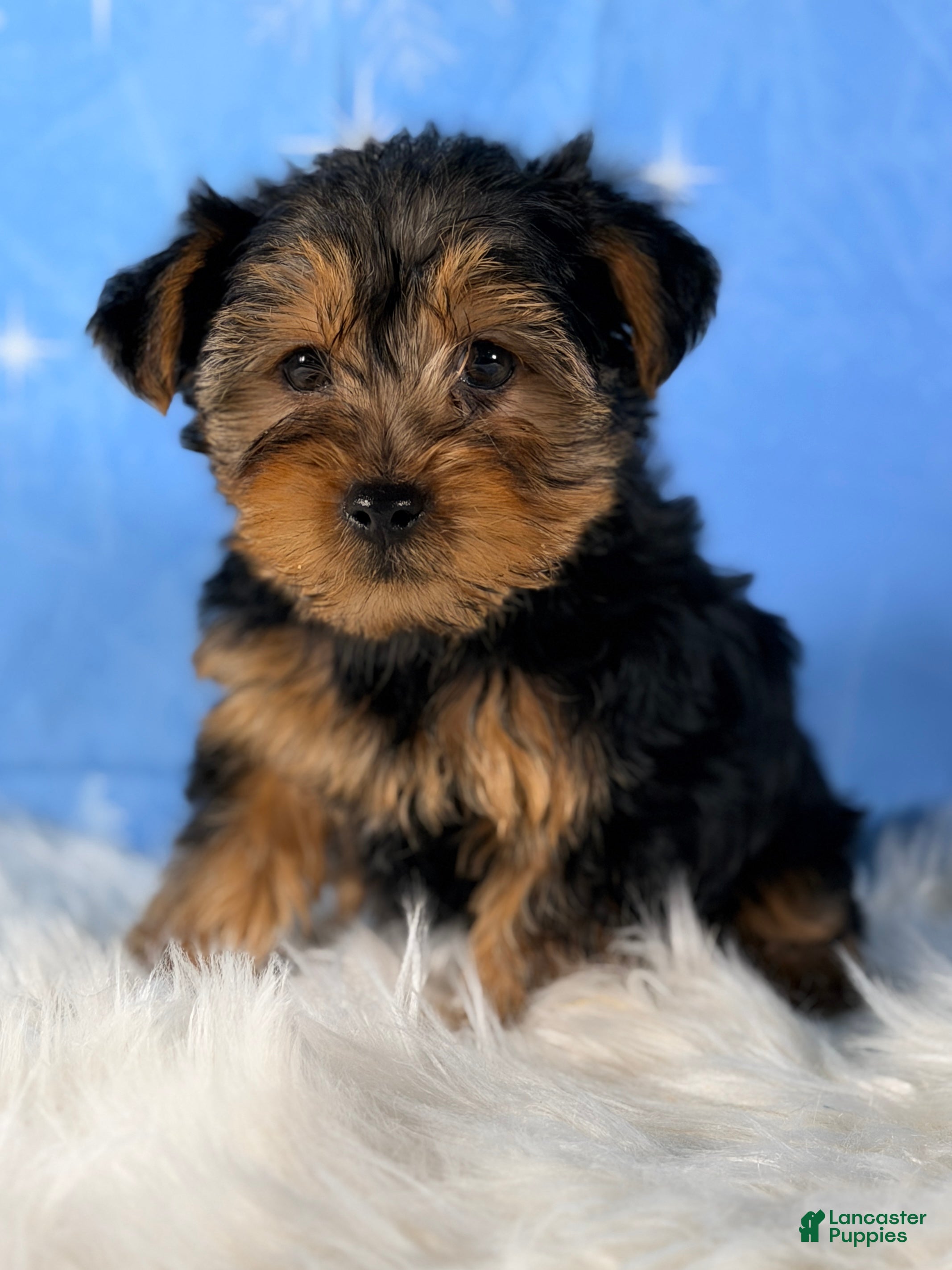 Yorkshire Terrier dogs Aspen - Ad 19