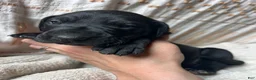 Great Dane dogs for sale: Giulia - Ad 4
