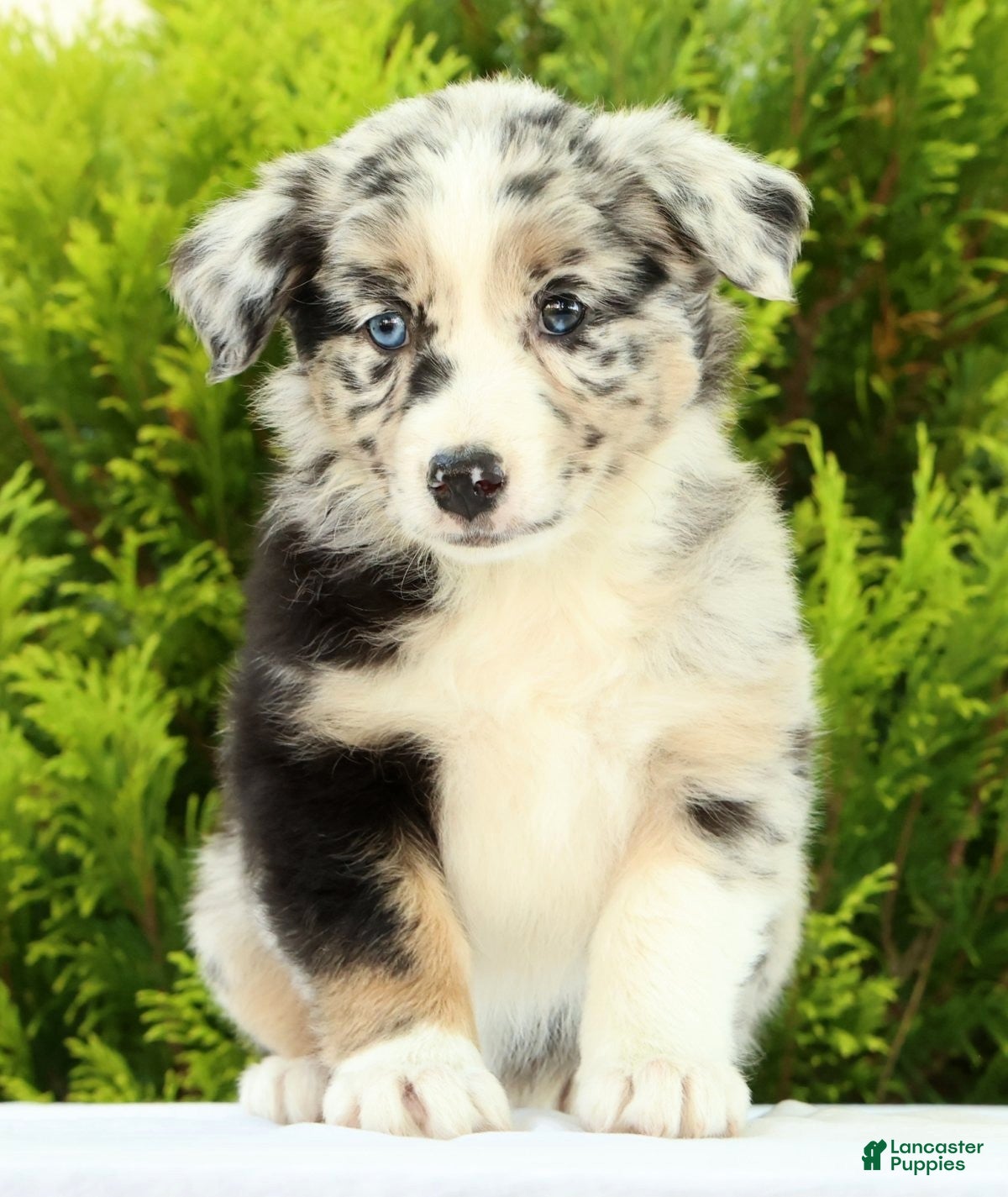 Australian Shepherd dogs for sale: Flower - Ad 3