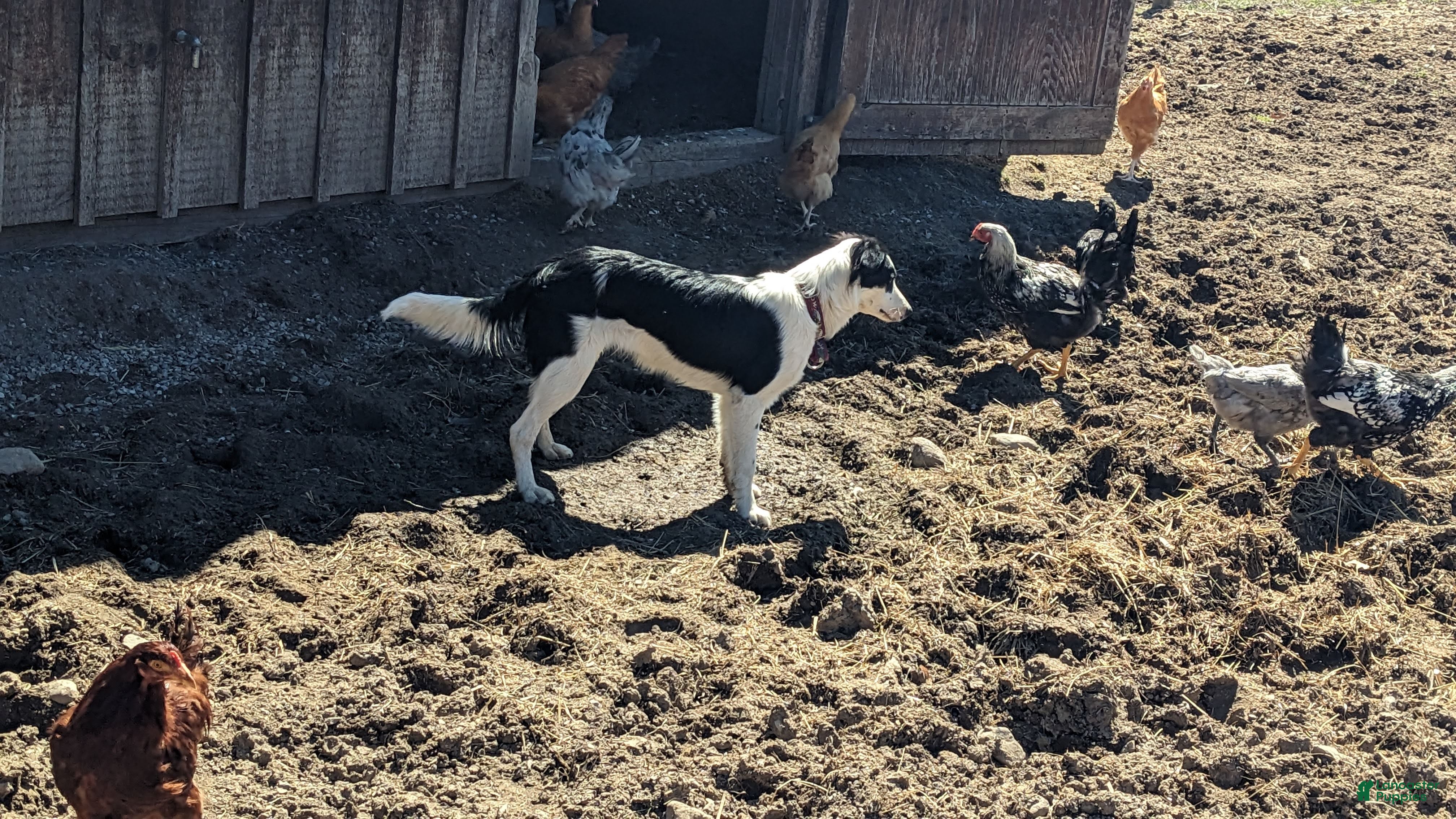 Mixed Breed dogs Male Breed Puppy 3 - Ad 2