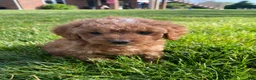 Cavapoo dogs for sale: Layla - Ad 15