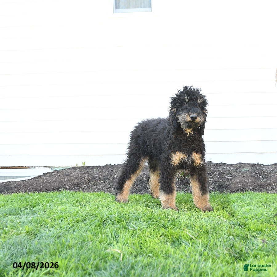 Standard Poodle dogs Molly - Ad 1