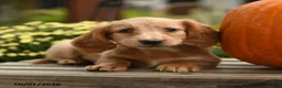 Dachshund dogs for sale: Flora   - Ad 4