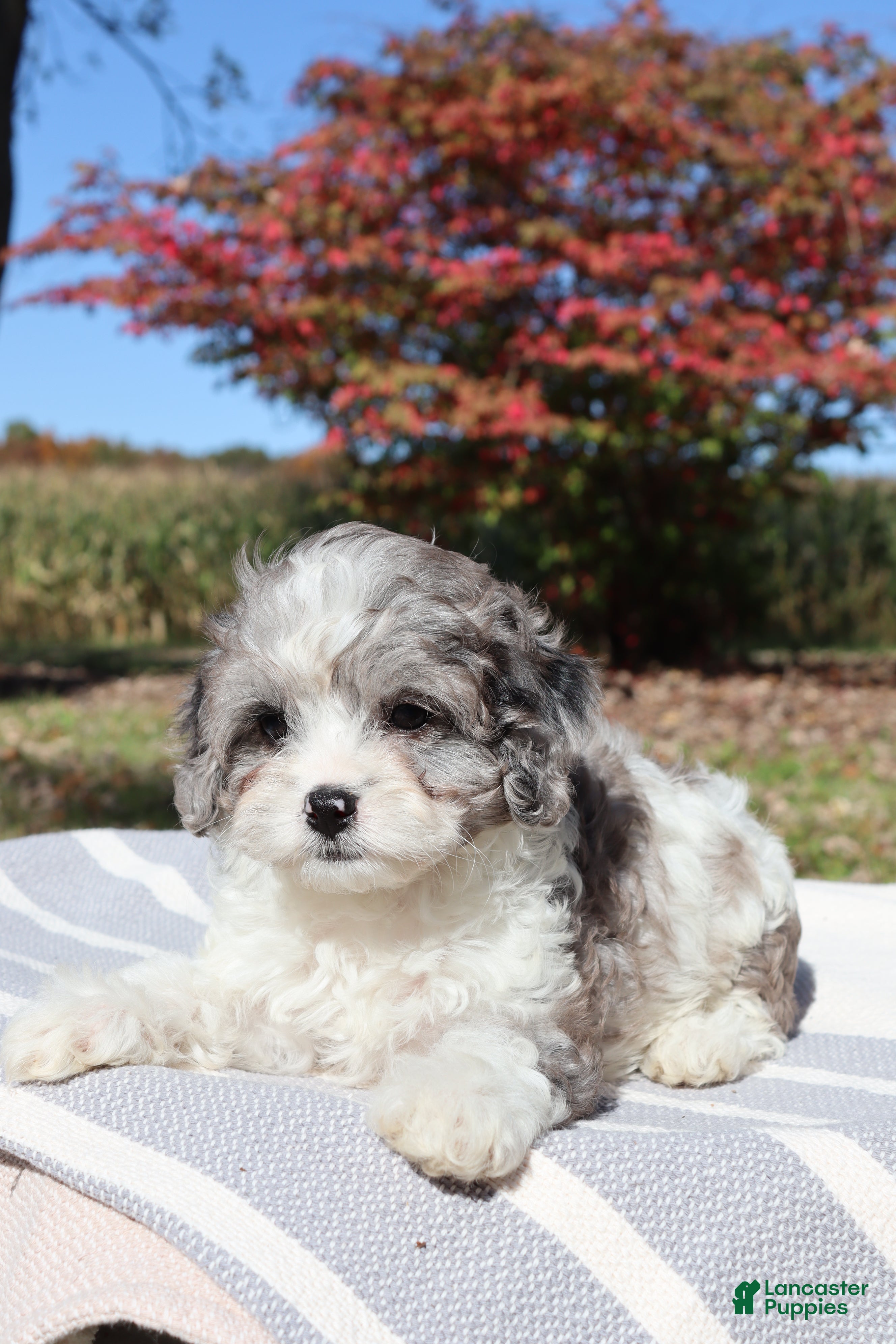 Cavapoo dogs for sale: Clove - Ad 2