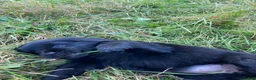 Newfoundland dogs for sale: Scarlet - Ad 13