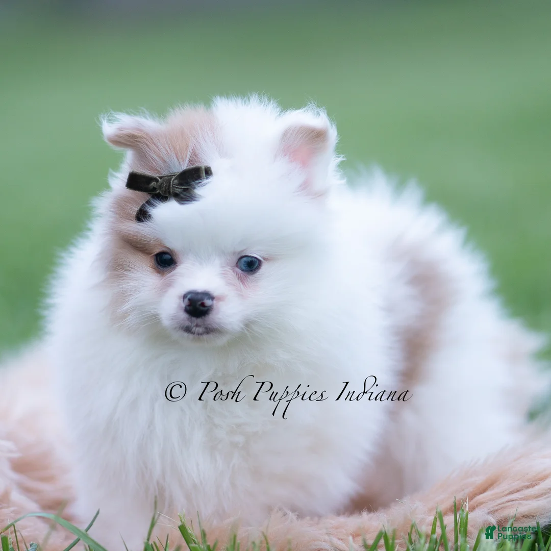 Pomeranian dogs for sale: Remi - Ad 4