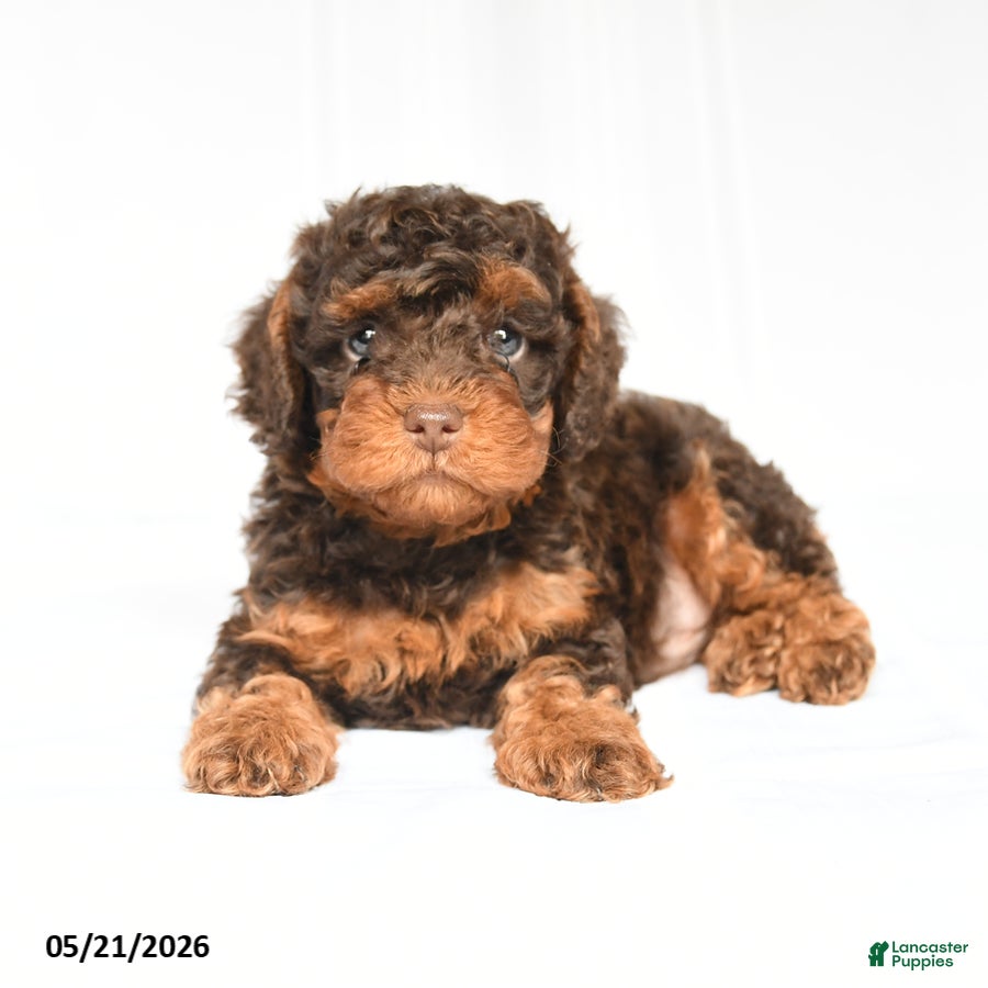 Toy Poodle dogs Kyler - Ad 1