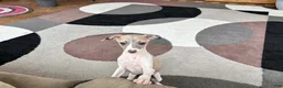 Italian Greyhound dogs for sale: Italian Greyhound 1 fawn boy  - Ad 9