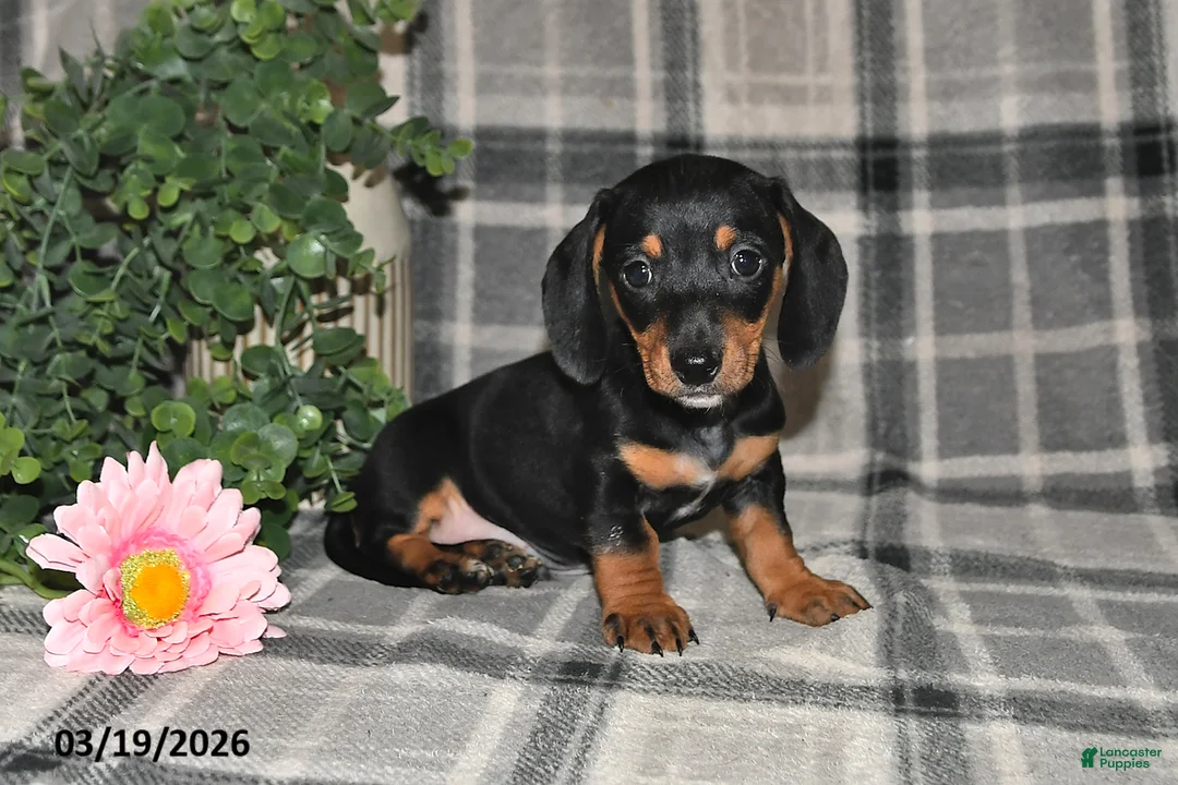 Miniature Dachshund dogs for sale: Clyde - Ad 1