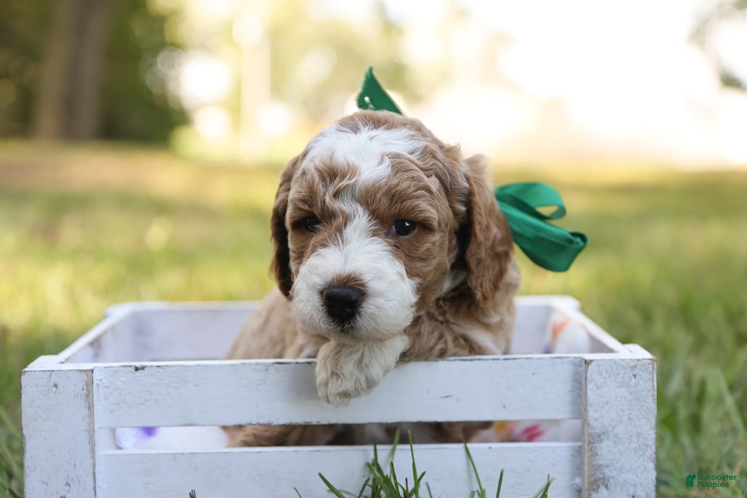 Mini Goldendoodle dogs for sale: Hunter - Ad 7