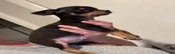 Chihuahua dogs for sale: Chihuahua Puppy 1 - Ad 7