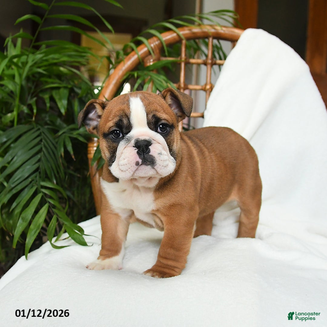 English Bulldog dogs for sale: Monroe - Ad 1