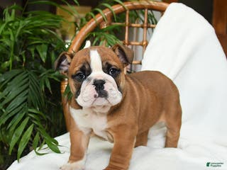 English Bulldog dogs Monroe - Ad 5