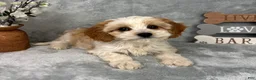 Cavapoo dogs for sale: Joey - Ad 1