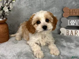 Cavapoo dogs for sale: Joey - Ad 2