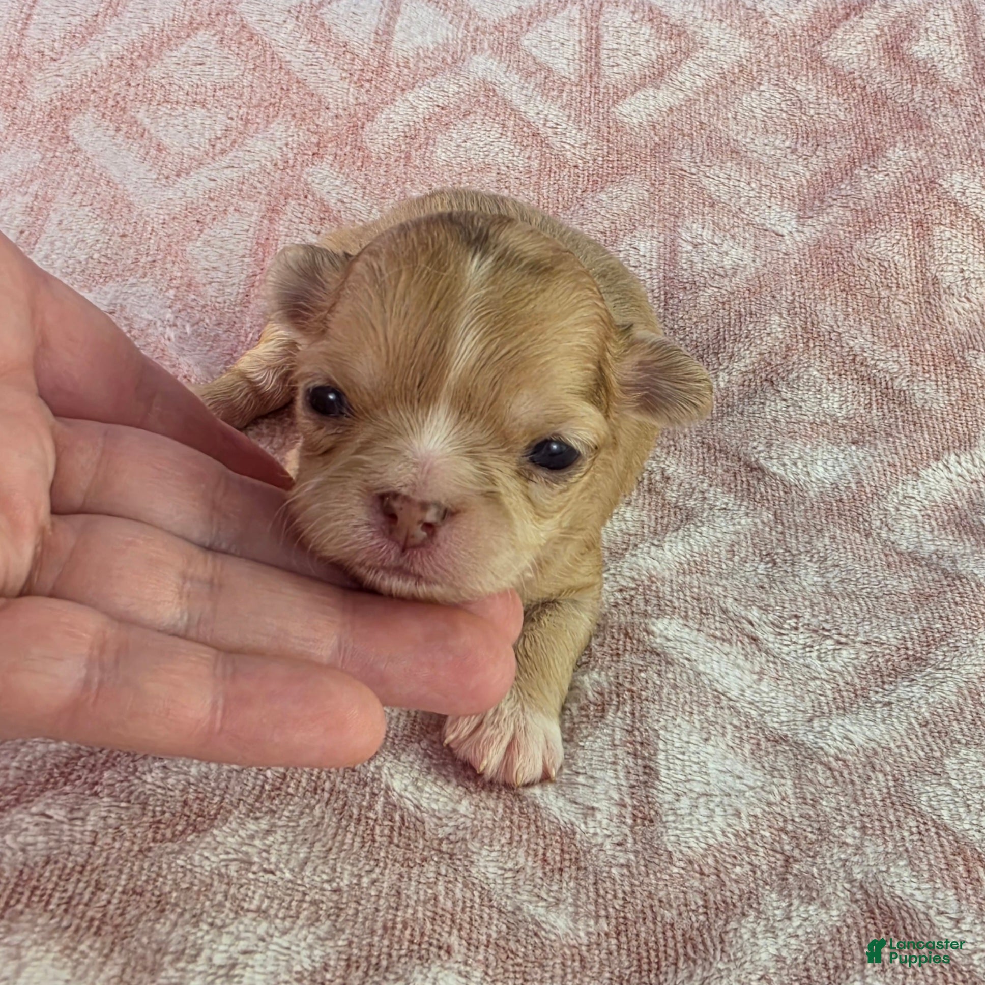 Chihuahua dogs AKC  Bianca - Ad 1