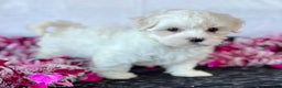 Maltese dogs for sale: Cara - Ad 8