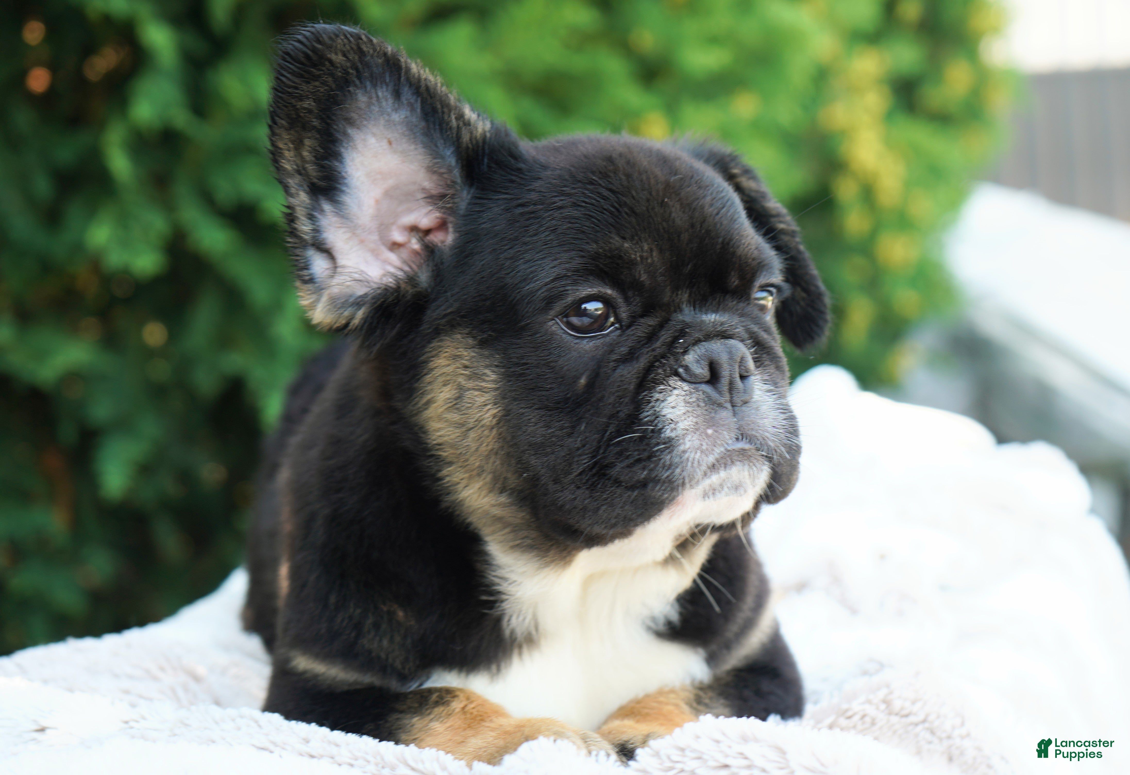 French Bulldog dogs Panda - Ad 1