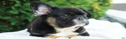 French Bulldog dogs for sale: Panda - Ad 1