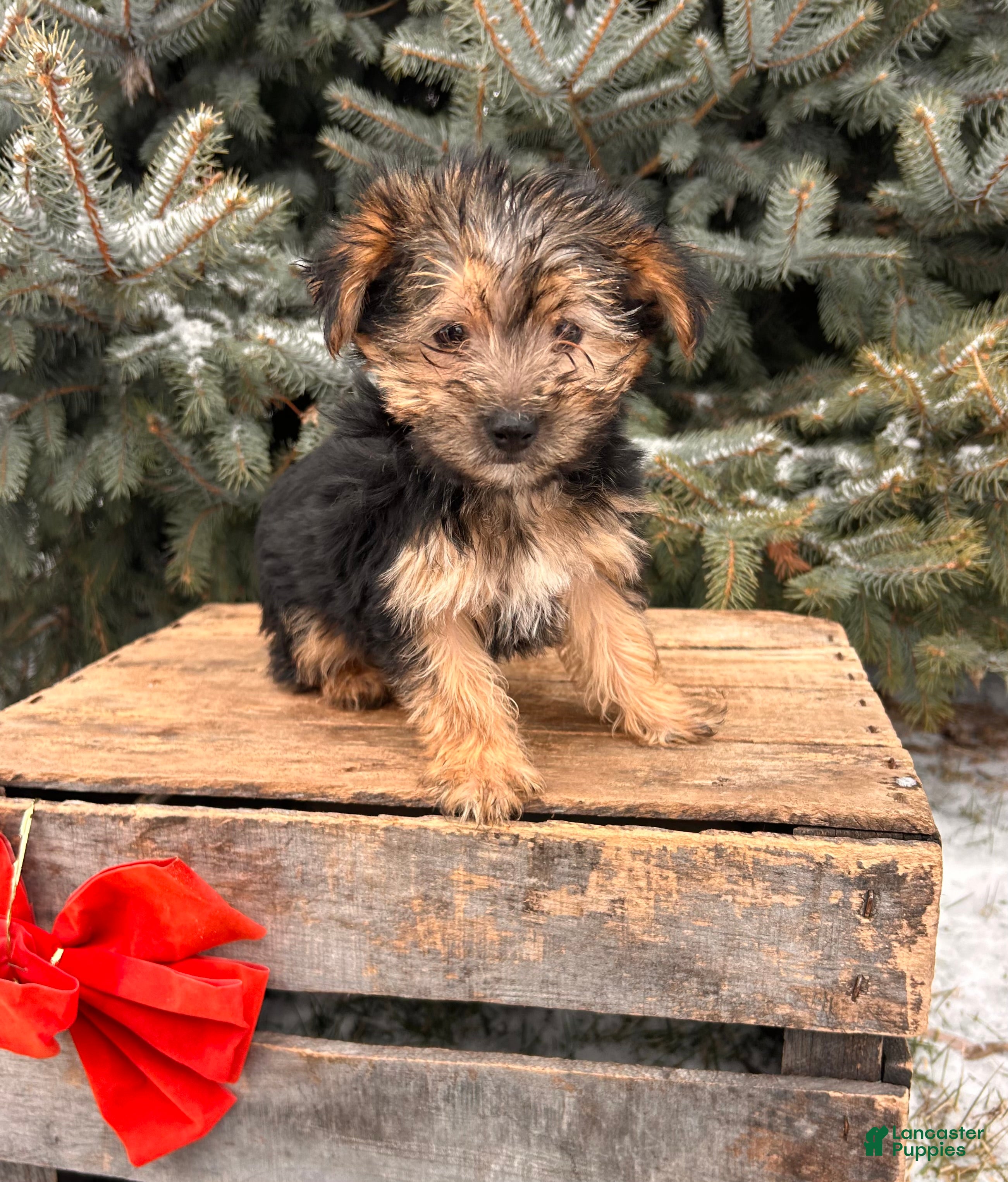 Morkie dogs Murphy - Ad 16