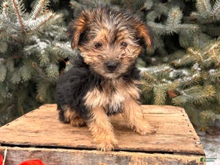 Morkie dogs Murphy - Ad 16