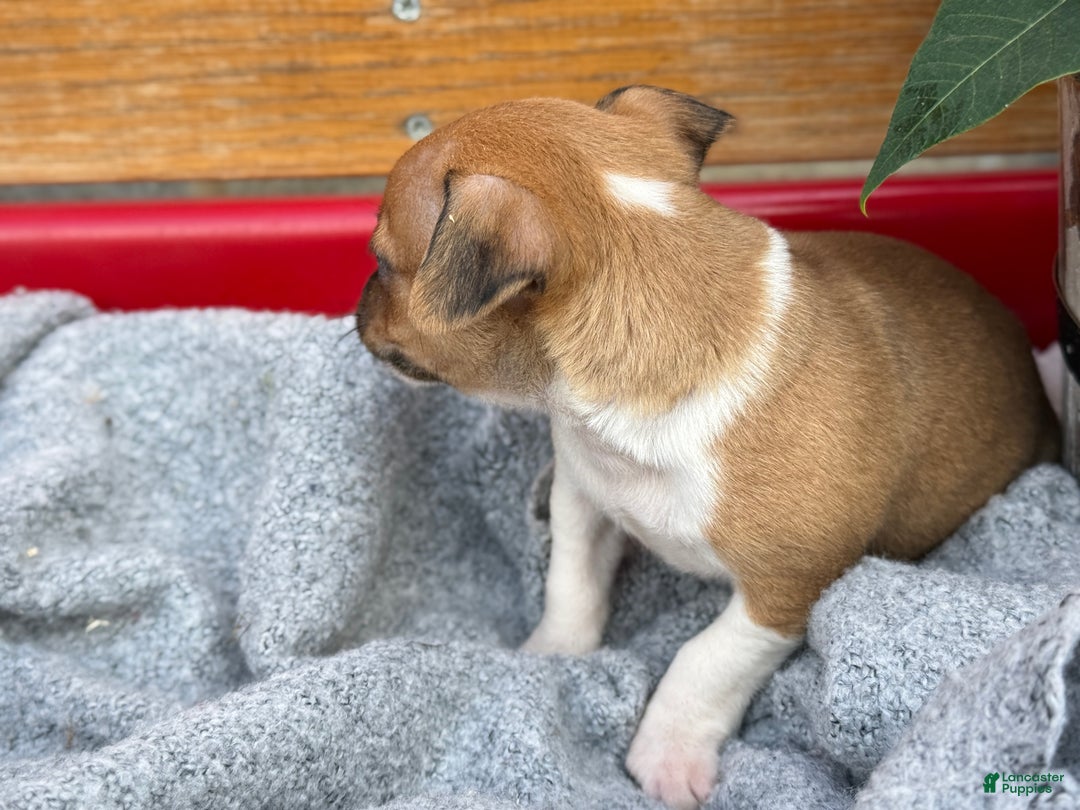 Chihuahua dogs for sale: Cole - Ad 6