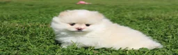 Pomeranian dogs for sale: Lola - Ad 7