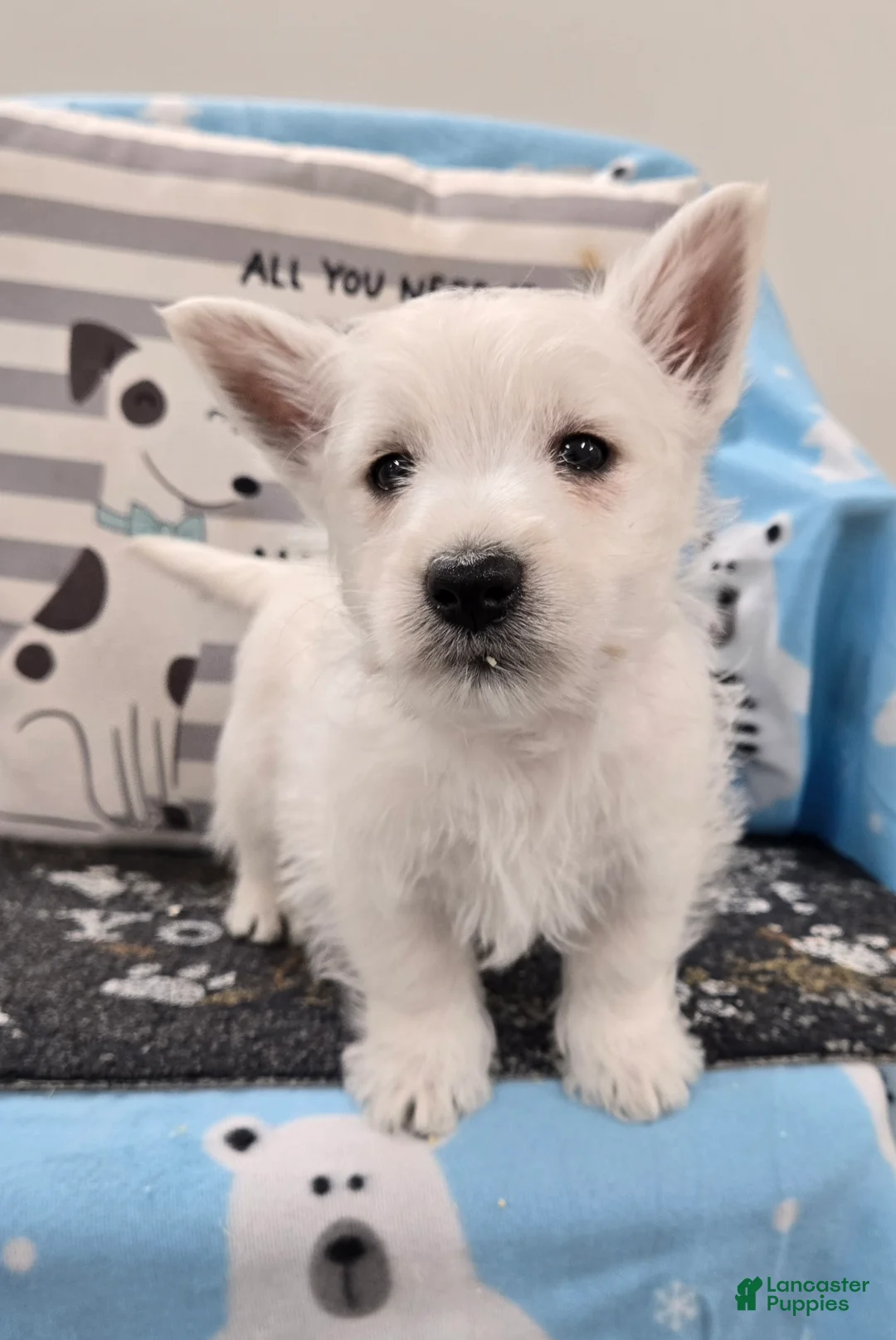 West Highland Terrier dogs for sale: Boyd - Ad 2
