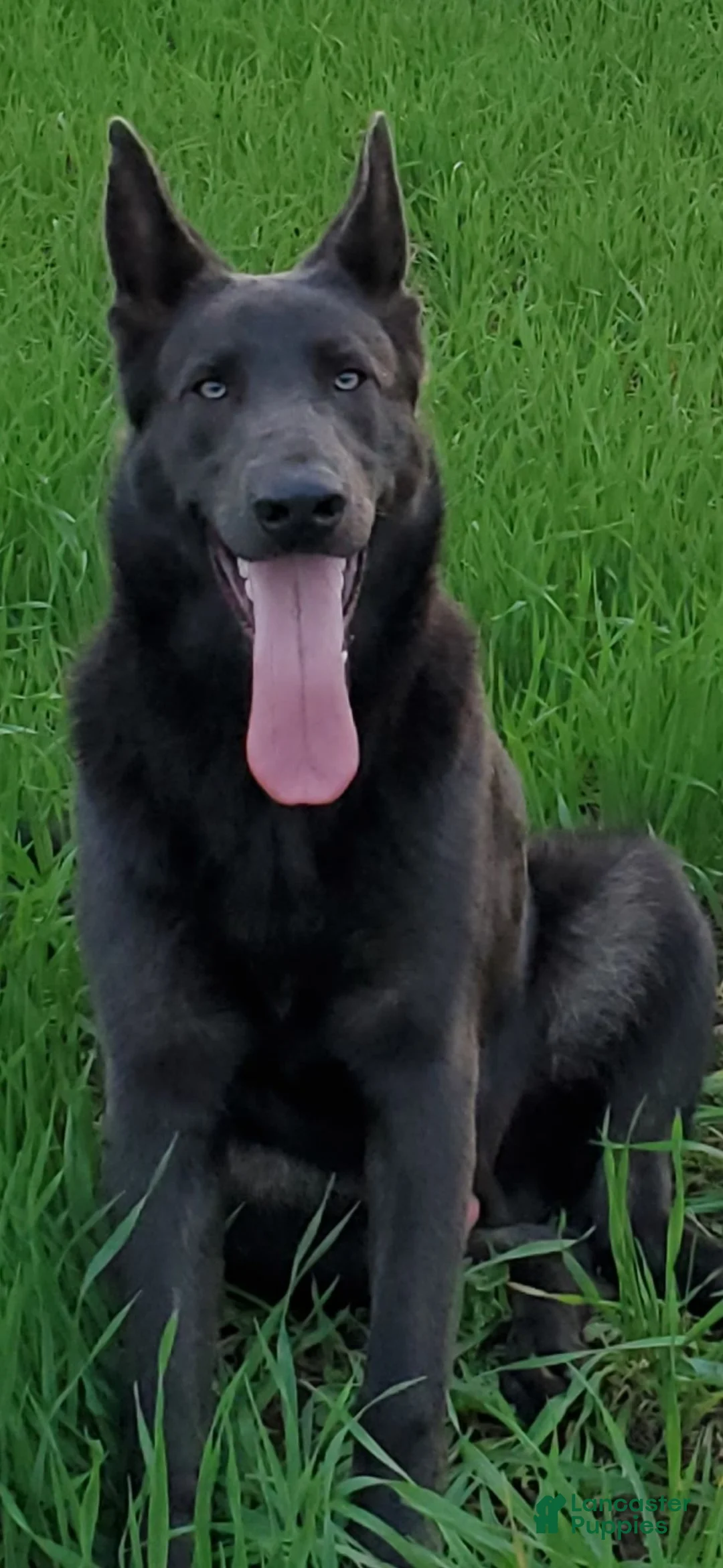 German Shepherd dogs for sale: German Shepherd puppies due Oct 2026 - Ad 13