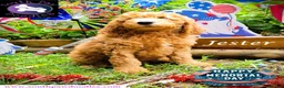 Goldendoodle dogs for sale: Jester - Ad 4