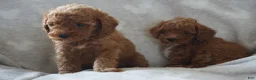 Miniature Poodle dogs for sale: GINA - Ad 9