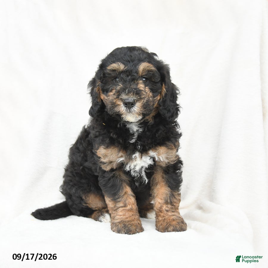 Mini Bernedoodle dogs Murphy - Ad 2