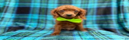 Cavapoo dogs for sale: Dakota - Ad 1