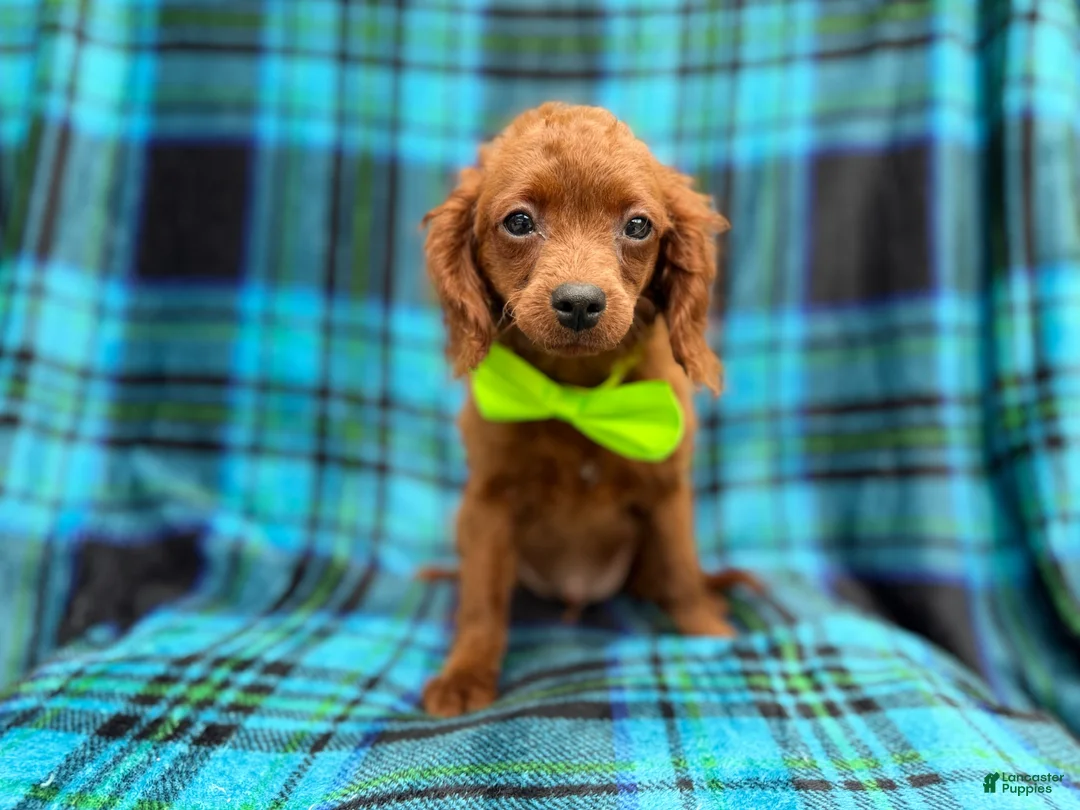 Cavapoo dogs for sale: Dakota - Ad 1