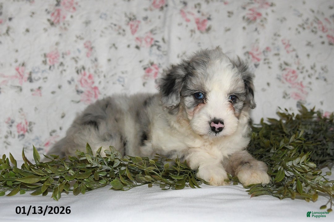 Mini Aussiedoodle dogs for sale: Amber - Ad 5