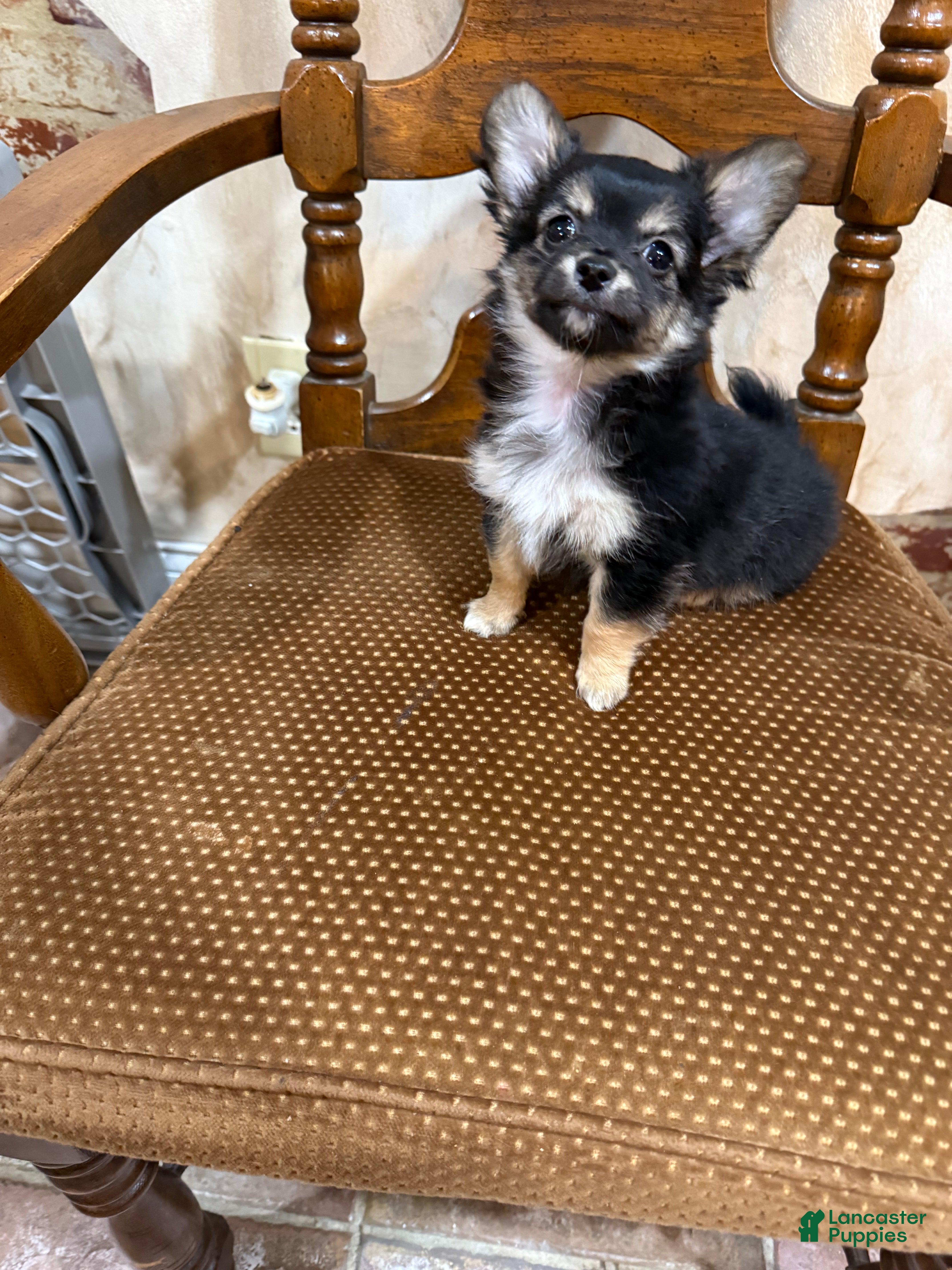 Chihuahua dogs Mini teddy - Ad 2