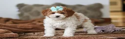 Mini Bernedoodle dogs for sale: Ivy - Ad 5