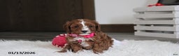 Cavapoo dogs for sale: Luna  - Ad 1