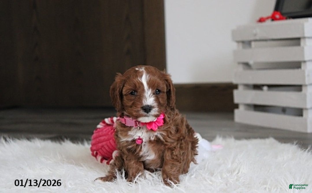 Cavapoo dogs for sale: Luna  - Ad 1